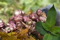 Newly dug or harvested Jerusalem artichoke in a organic family farm field