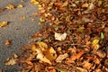 Heap of an orange fallen leaves on the asphalt road near the border. Sunny day. October