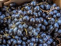 A heap, pile of black dark blue grapes lie in a store. Bunches of grapes in market Royalty Free Stock Photo