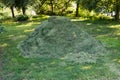 Heap pile of freshly cut grass lawn in park Royalty Free Stock Photo