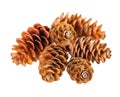 heap pine cones is isolated on white background