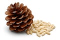 Heap of pine nuts and pine cone isolated Royalty Free Stock Photo