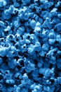 Heap of popcorn background under classic blue light color