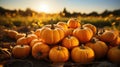 heap of pumpkins on a field, backlight scene in early autumn