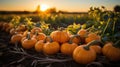 heap of pumpkins on a field