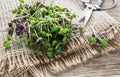Heap of radish micro greens Royalty Free Stock Photo