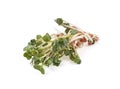 Heap of radish micro greens on white background. Healthy eating concept Royalty Free Stock Photo