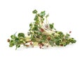 Heap of radish micro greens on white background. Healthy eating concept Royalty Free Stock Photo