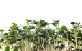 Heap of radish micro greens on white background. Royalty Free Stock Photo