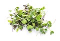 Heap of radish micro greens on white background. Royalty Free Stock Photo