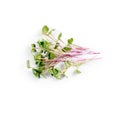Heap of radish micro greens on white background. Healthy eating concept of fresh garden produce organically grown as a Royalty Free Stock Photo