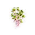 Heap of radish micro greens on white background. Healthy eating concept of fresh garden produce organically grown as a Royalty Free Stock Photo