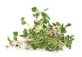 Heap of radish micro greens on white background. Healthy eating concept Royalty Free Stock Photo