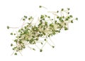 Heap of radish micro greens on white background, top view Royalty Free Stock Photo