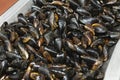 heap of raw fresh mussels on counter at local fish market. Heap of Nutritious shellfish mollusk at seafood store Royalty Free Stock Photo