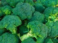 Heap of raw organic broccoli at farmers market. Local produce healthy plant based vegan diet detox concept. Creative food pattern Royalty Free Stock Photo