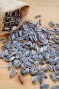 Heap of raw sunflower seeds scattered from burlap bag on wooden table Royalty Free Stock Photo