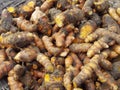 Heap of raw turmeric root, Curcuma longa, herbal medicine, Ayurvedic medicine, natural