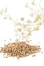 Heap of raw, unprocessed organic coriander or cilantro seeds on