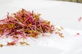 Heap of red amaranth microgreen shoots macro shot. Amaranth sprouts on the plate close up