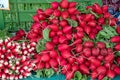 A heap of red radish Royalty Free Stock Photo