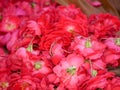 Heap of Red Rose flowers garlands. Rose flower garland use for religious purposes in India. Royalty Free Stock Photo