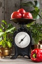 Heap of red tomatoes on old kitchen scale Royalty Free Stock Photo