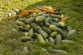 Heap of ripe green and overripe yellow cucumbers lying on the green grass