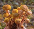 Heap of ripe honey agaric close up Royalty Free Stock Photo