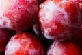 Heap of Ripe Juicy Vibrant Red Big Plums. Autumn Fall Harvest. macro. Royalty Free Stock Photo