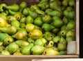 Heap of Ripe Organic Green Yellow and Brown Conference Pears in Big Garden Wood Box at Farmers Market. Bright Vibrant Vivid Colors Royalty Free Stock Photo