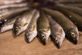 Heap of river fish grayling closeup selective focus Royalty Free Stock Photo