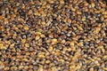 Heap of Roasted Barley Kernel for Brewing Mugi Cha or Barley Tea