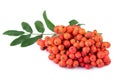 Heap of rowan berries on white