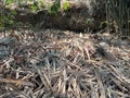 Heap of rubbish. Fallen dry bamboo leaves