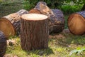 Heap of sawn pine wood logs with rough pine bark closeup view Royalty Free Stock Photo