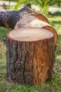 Heap of sawn pine wood logs with rough pine bark closeup view Royalty Free Stock Photo