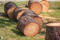 Heap of sawn pine wood logs with rough pine bark closeup view Royalty Free Stock Photo