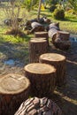 Heap of sawn pine wood logs with rough pine bark closeup view Royalty Free Stock Photo