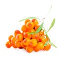 Heap of sea buckthorn berries twigs is isolated on white backgro