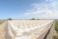 Heap of sea salt in salt farm ready for harvest, Thailand. Royalty Free Stock Photo