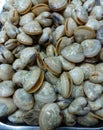 Heap of seashell ,venus shell at fresh food market Royalty Free Stock Photo