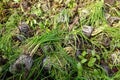 Heap of seedlings of various green plants in field