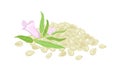 Heap of sesame seeds and fresh flower isolated on white background. Royalty Free Stock Photo