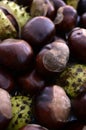 Heap of Shiny Brown Conkers