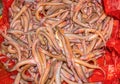 A heap of small fishLepidocephalichthys in a red plastic container