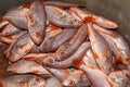 A heap of small soldier croaker fish in a metallic container