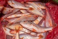 A heap of small soldier croaker fish in a red plastic container