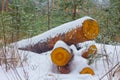 snowbound fir tree trunk in winter forest Royalty Free Stock Photo
