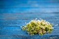 Heap of sprouted radish seeds Royalty Free Stock Photo